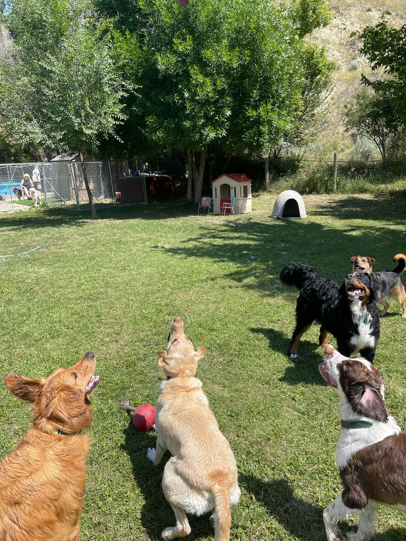 Dogs playing in the sanctuary yard